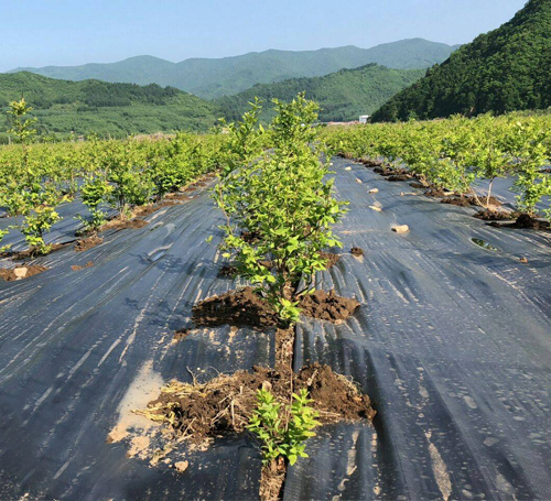 防草布 防草布